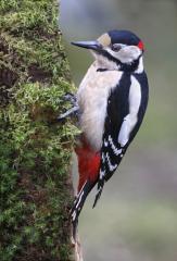 Male Great Spotted Woodpecker. Denny Wood